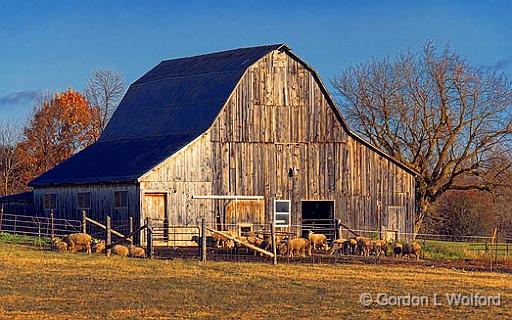 Sheep Barn_00271.jpg - Photographed near Smiths Falls, Ontario, Canada.